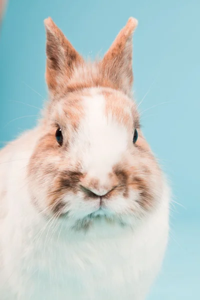 Weiß braunes Kaninchen isoliert auf blauem Hintergrund. Studioaufnahme. — Stockfoto