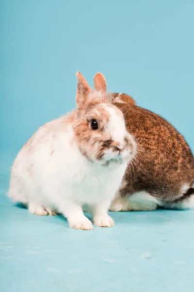 Two white brown rabbits isolated on blue background. Studio shot. — Stock Photo, Image