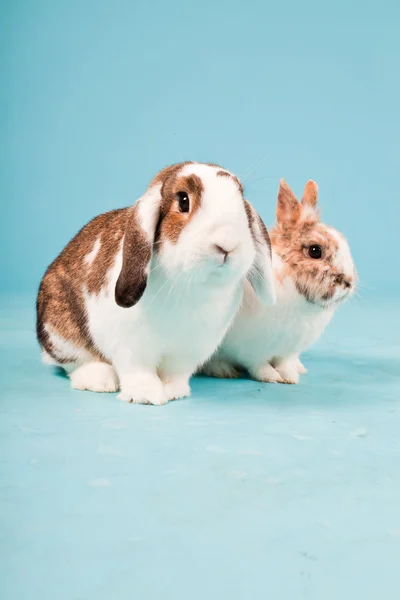 Dois coelhos brancos marrons isolados em fundo azul. Estúdio . — Fotografia de Stock