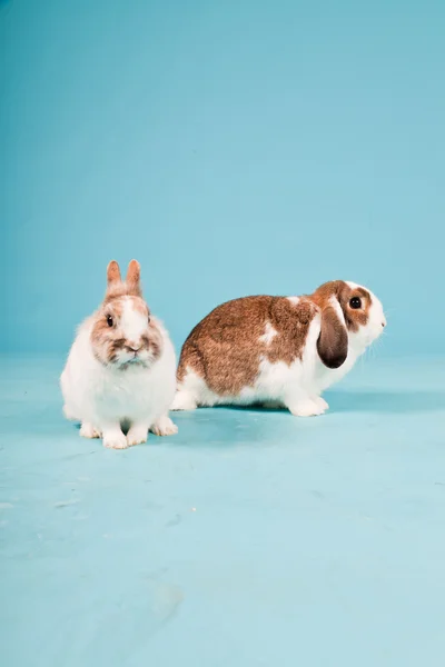 Two white brown rabbits isolated on blue background. Studio shot. — Stock Photo, Image