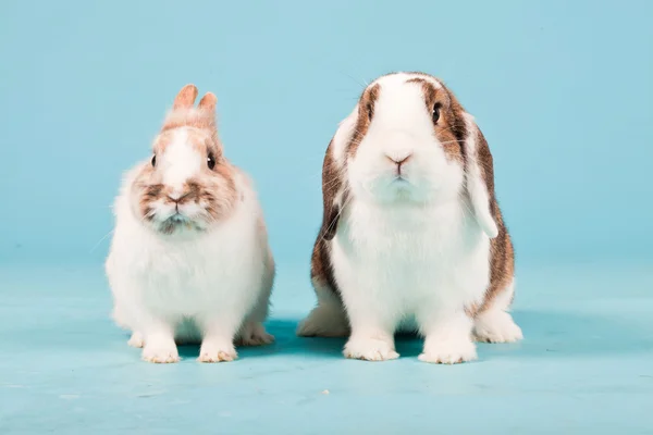 stock image Two white brown rabbits isolated on blue background. Studio shot.