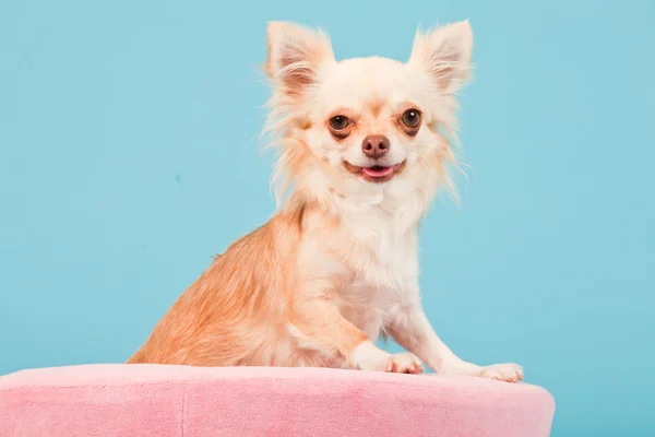 Chihuahua rózsaszín kosárban elszigetelt kék háttér. stúdió felvétel. — Stock Fotó