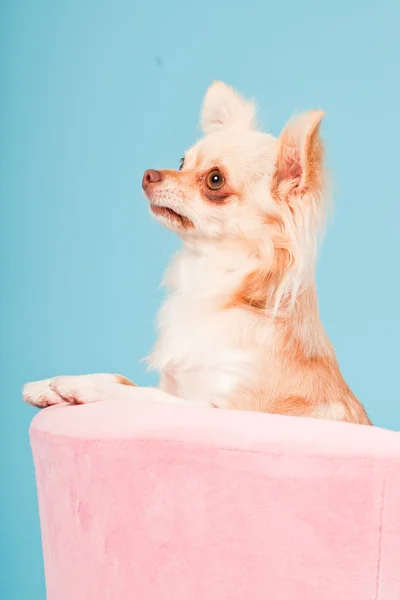 Chihuahua i rosa korg isolerad på blå bakgrund. Studio skott. — Stockfoto