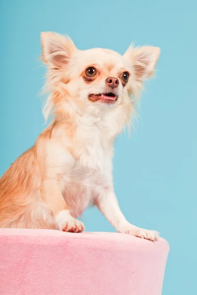 Chihuahua in cestino rosa isolato su fondo blu. Studio girato . — Foto Stock