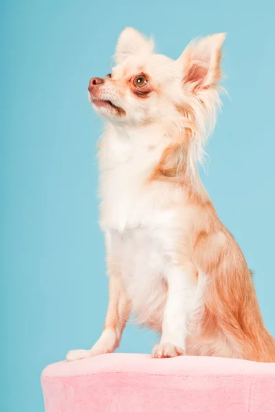 Chihuahua rózsaszín kosárban elszigetelt kék háttér. stúdió felvétel. — Stock Fotó