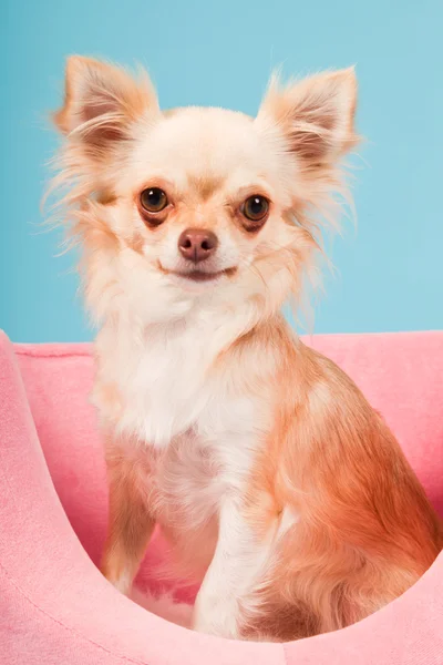Chihuahua en canasta rosa aislada sobre fondo azul. Captura de estudio . —  Fotos de Stock