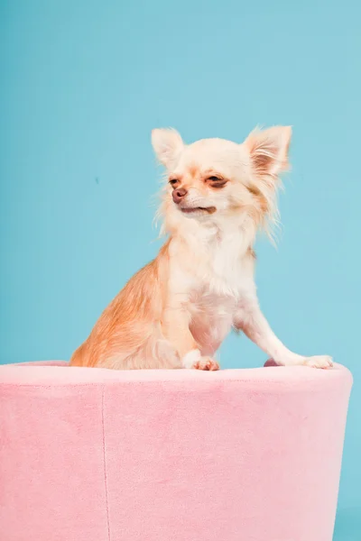 stock image Chihuahua in pink basket isolated on blue background. Studio shot.