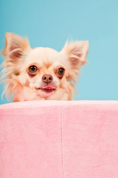Chihuahua in pink basket isolated on blue background. Studio shot. — Stock Photo, Image