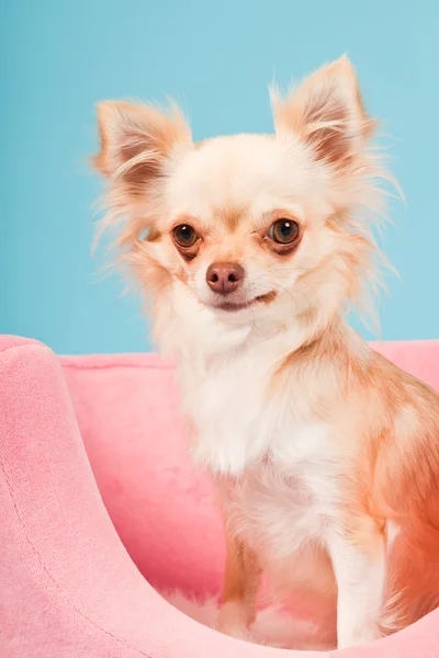 Chihuahua w różowy kosz na białym tle na niebieskim tle. łapka. — Zdjęcie stockowe