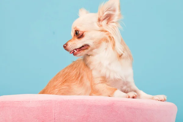 Chihuahua dans un panier rose isolé sur fond bleu. Plan studio . — Photo