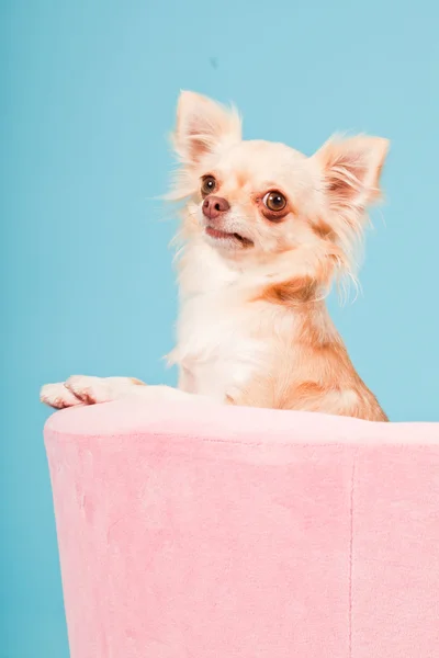 stock image Chihuahua in pink basket isolated on blue background. Studio shot.