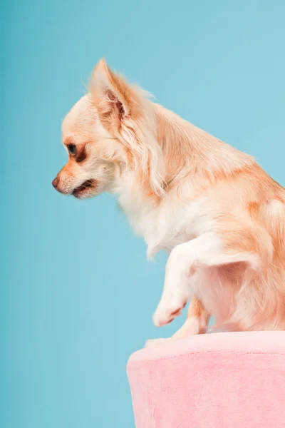 stock image Chihuahua in pink basket isolated on blue background. Studio shot.