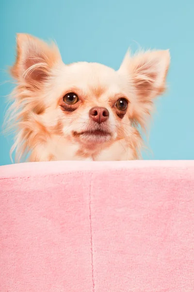 Chihuahua em cesta rosa isolado no fundo azul. Estúdio . — Fotografia de Stock