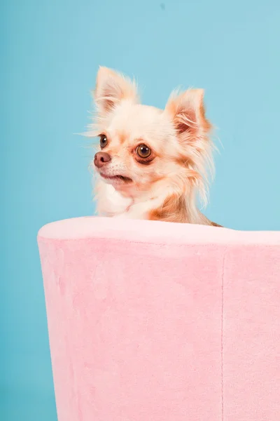 stock image Chihuahua in pink basket isolated on blue background. Studio shot.