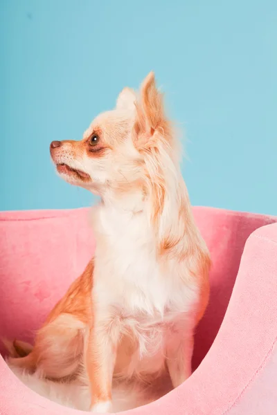 stock image Chihuahua in pink basket isolated on blue background. Studio shot.