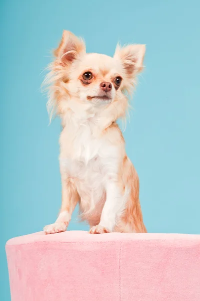 Chihuahua i rosa korg isolerad på blå bakgrund. Studio skott. — Stockfoto