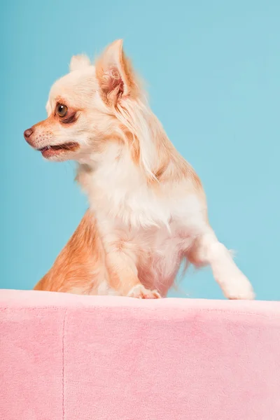 Chihuahua in rosa Korb isoliert auf blauem Hintergrund. Studioaufnahme. — Stockfoto