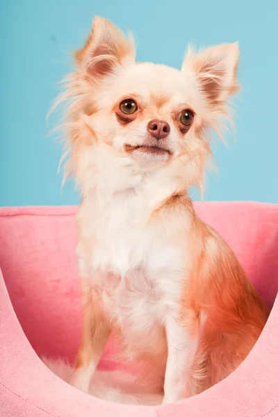 Chihuahua i lyserød kurv isoleret på blå baggrund. Studieoptagelse . - Stock-foto