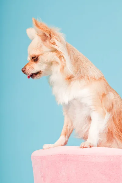Chihuahua in cestino rosa isolato su fondo blu. Studio girato . — Foto Stock