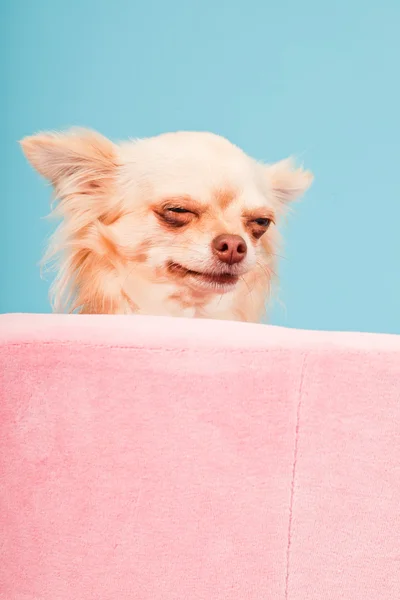 Chihuahua in roze mand geïsoleerd op blauwe achtergrond. studio opname. — Stockfoto