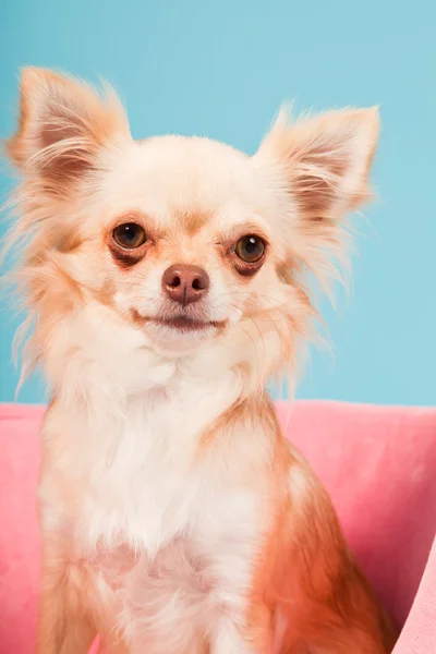 Chihuahua en canasta rosa aislada sobre fondo azul. Captura de estudio . —  Fotos de Stock