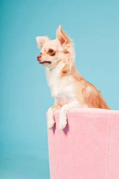 Stock image Chihuahua in pink basket isolated on blue background. Studio shot.