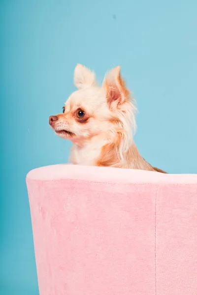 stock image Chihuahua in pink basket isolated on blue background. Studio shot.