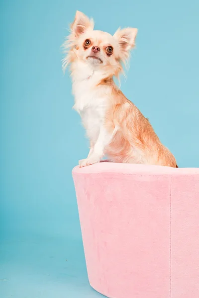 Chihuahua in rosa Korb isoliert auf blauem Hintergrund. Studioaufnahme. — Stockfoto