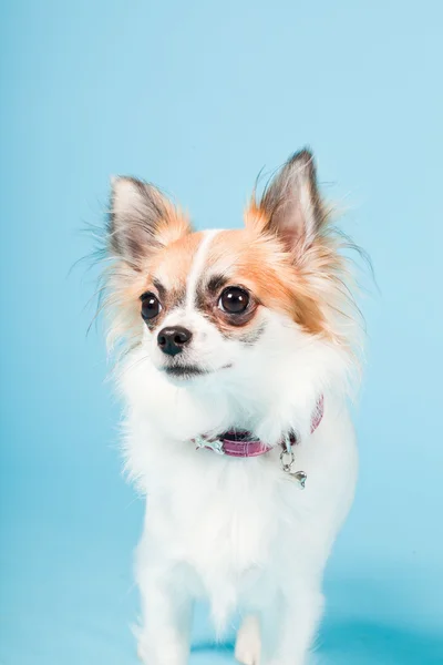 Portret ładny biały brązowy Chihuahua na białym tle na światło niebieskie tło. — Zdjęcie stockowe