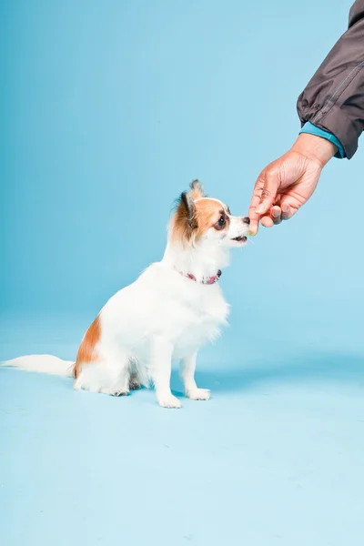 stock image Studio portrait of cute white brown chihuahua isolated on light blue background.