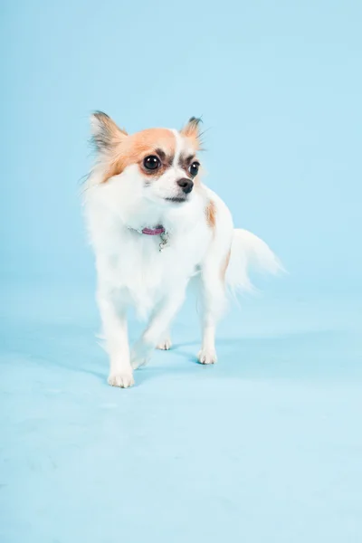 Studio portrait of cute white brown chihuahua isolated on light blue background. — Stock Photo, Image