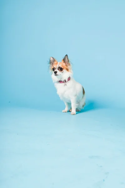 Estúdio retrato de chihuahua marrom branco bonito isolado no fundo azul claro . — Fotografia de Stock