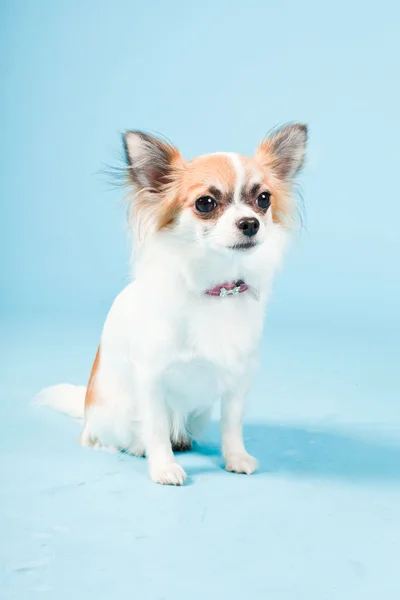 Stüdyo portre sevimli beyaz kahverengi Chihuahua açık mavi renkli izole. — Stok fotoğraf