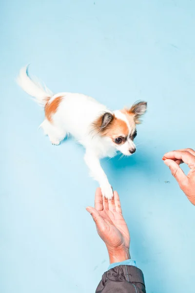 Stock image Studio portrait of cute white brown chihuahua isolated on light blue background.