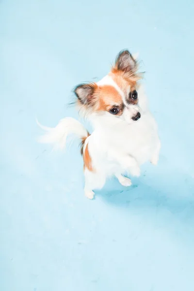 Studioporträt des niedlichen weißen braunen Chihuahua isoliert auf hellblauem Hintergrund. — Stockfoto