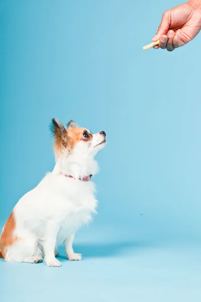 stock image Studio portrait of cute white brown chihuahua isolated on light blue background.