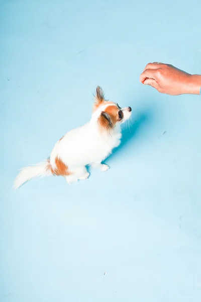 stock image Studio portrait of cute white brown chihuahua isolated on light blue background.