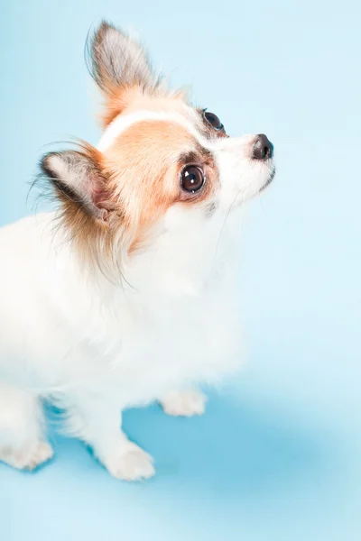 Studioporträt des niedlichen weißen braunen Chihuahua isoliert auf hellblauem Hintergrund. — Stockfoto