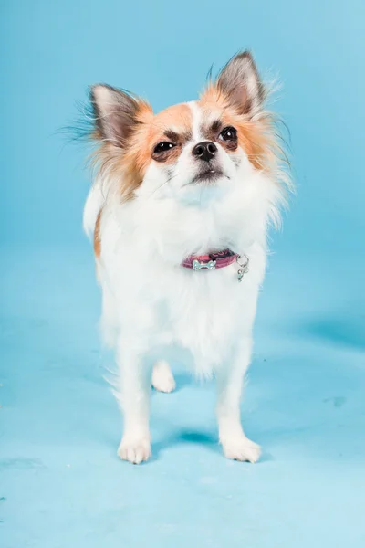 Studio portrait of cute white brown chihuahua isolated on light blue background. — Stock Photo, Image