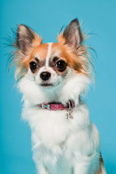 Portret ładny biały brązowy Chihuahua na białym tle na światło niebieskie tło. — Zdjęcie stockowe