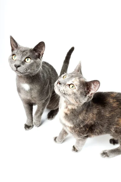 Dvě vtipné šedé koťata izolovaných na bílém pozadí. Evropská krátké vlasy. Studio záběr. — Stock fotografie