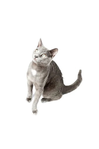Szary kotek na białym tle. europejskich krótkie włosy. łapka. — Zdjęcie stockowe