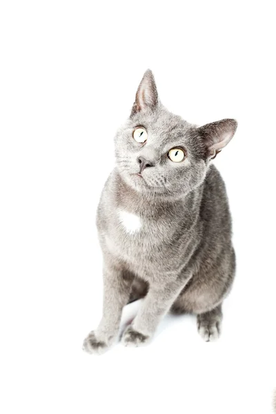Gatito gris aislado sobre fondo blanco. Pelo corto europeo. Captura de estudio . —  Fotos de Stock
