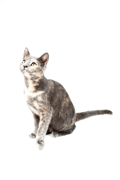Graues Kätzchen isoliert auf weißem Hintergrund. Europäische kurze Haare. Studioaufnahme. — Stockfoto