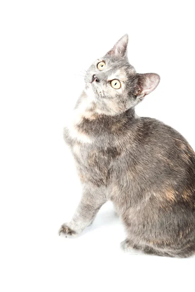 Graues Kätzchen isoliert auf weißem Hintergrund. Europäische kurze Haare. Studioaufnahme. — Stockfoto