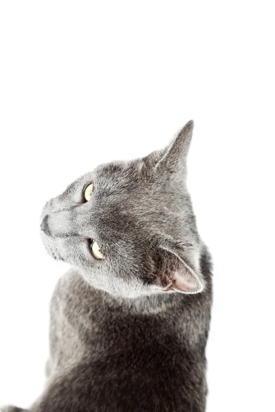 Grå kattunge isolerad på vit bakgrund. Europeiska kort hår. Studio skott. — Stockfoto