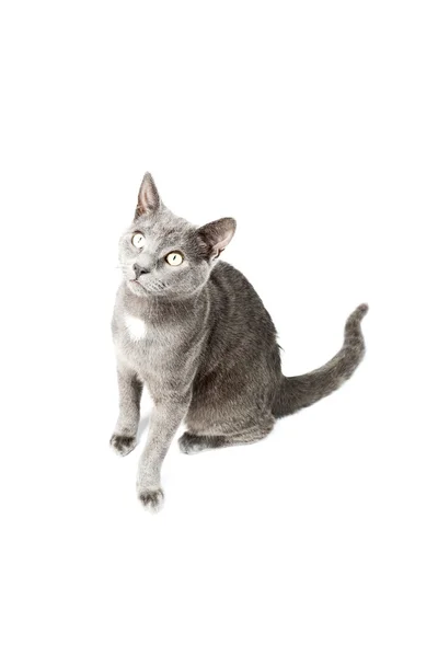 Gattino grigio isolato su sfondo bianco. Capelli corti europei. Studio girato . — Foto Stock