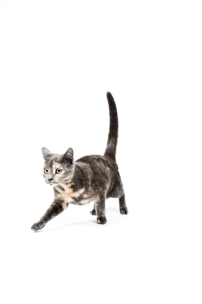 Grey kitten isolated on white background. European short hair. Studio shot. — Stock Photo, Image