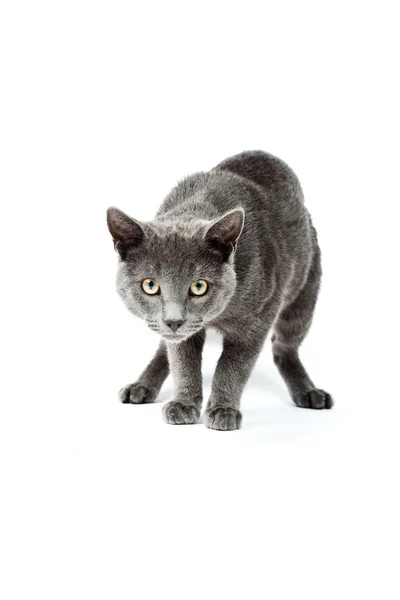 Szary kotek na białym tle. europejskich krótkie włosy. łapka. — Zdjęcie stockowe
