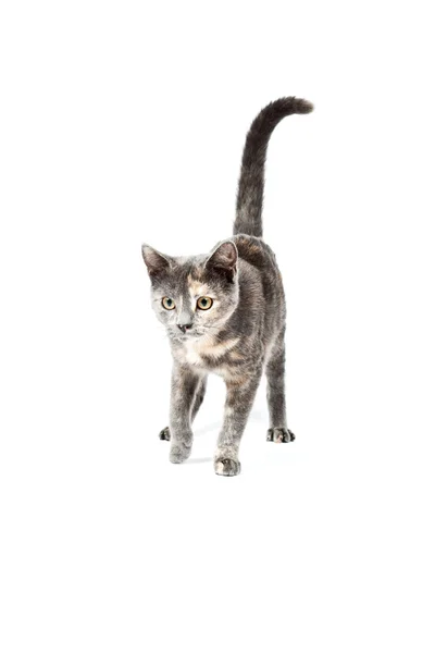 Серый котенок изолирован на белом фоне. Европейские короткие волосы. Снимок студии . — стоковое фото